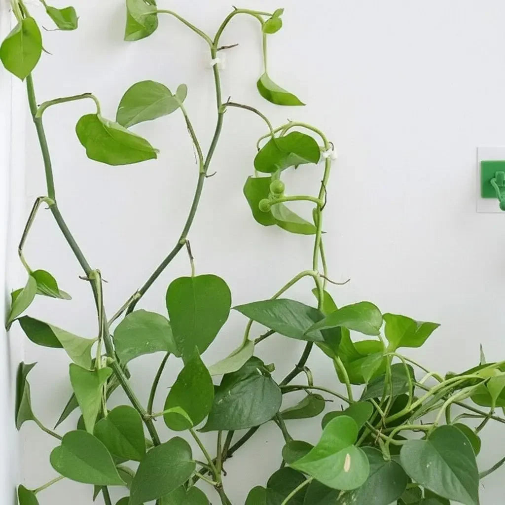Wall Clip for Plants