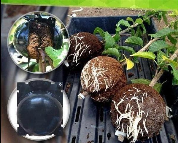 Rooter Planting Rooting Ball