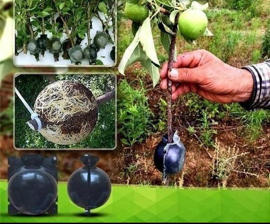 Rooter Planting Rooting Ball