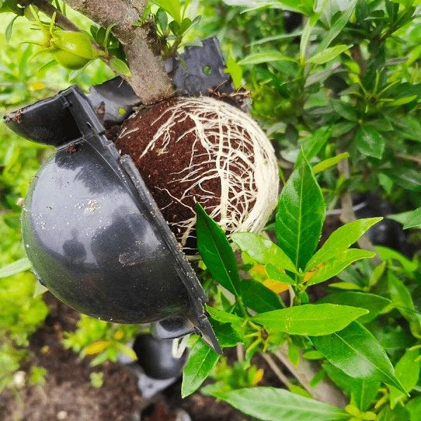 Rooter Planting Rooting Ball