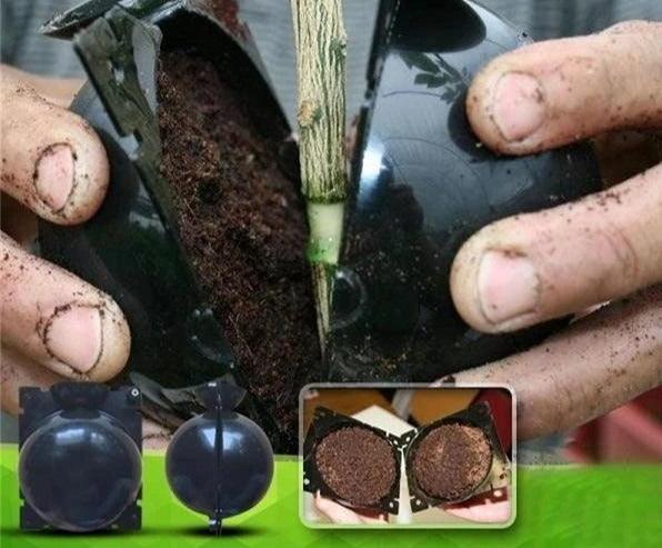 Rooter Planting Rooting Ball