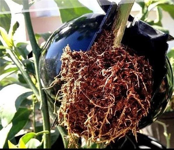 Rooter Planting Rooting Ball