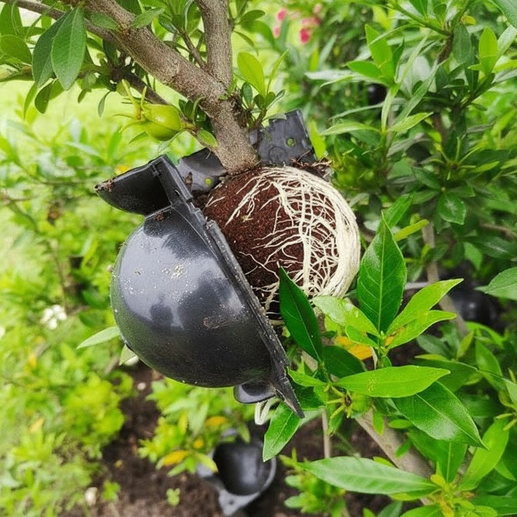Rooter Planting Rooting Ball